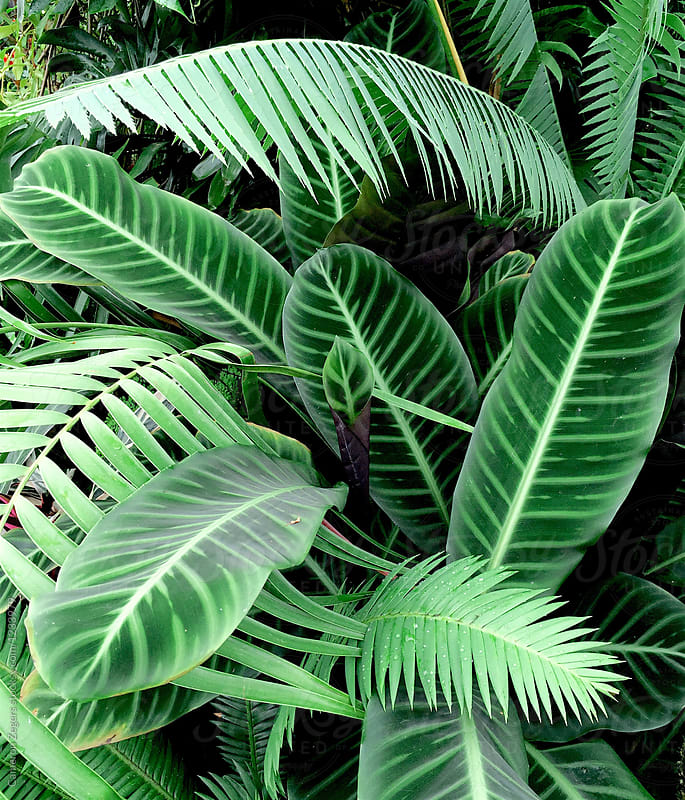 Jungle Plants By Cameron Zegers Stocksy United