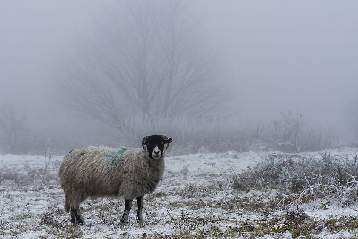 A sheep looking at the camera in winter