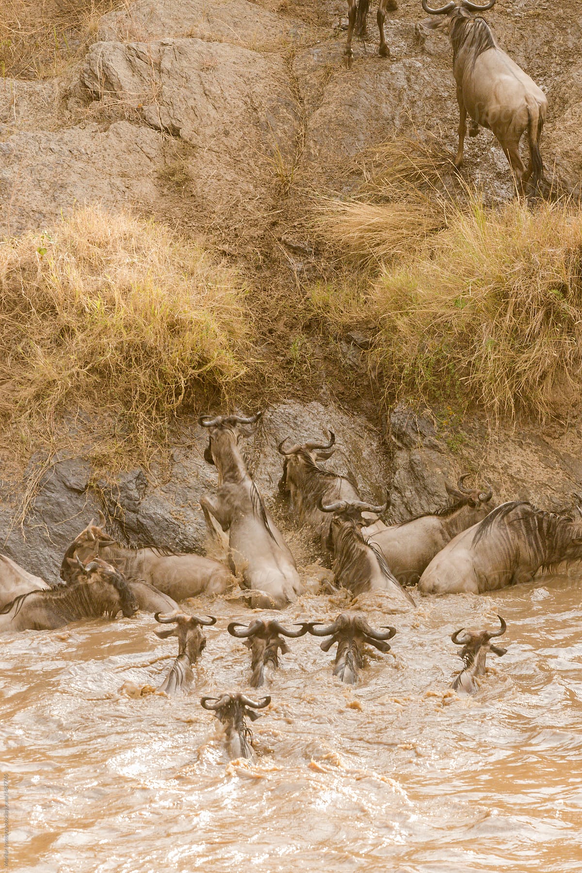 Wildebeest crossing the Mara River in the Great Migration