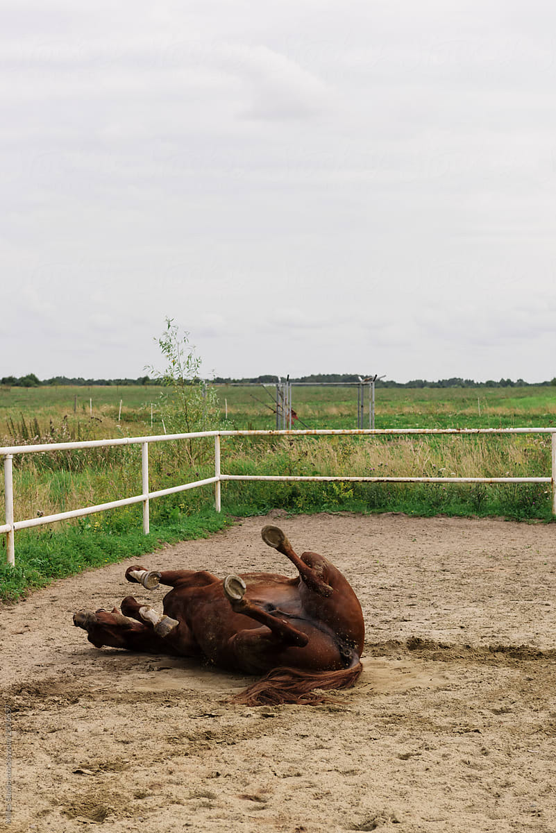Horse rolling on sand of paddock