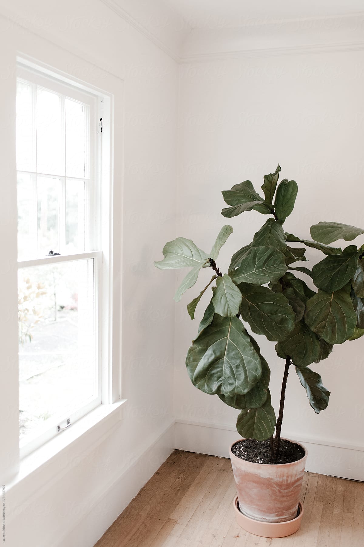 Fiddle Leaf Fig in Bright White Home