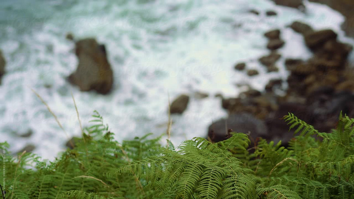 Green Plants On A Cliff Above The Sea With Blurred Rocks And Waves By Stocksy Contributor