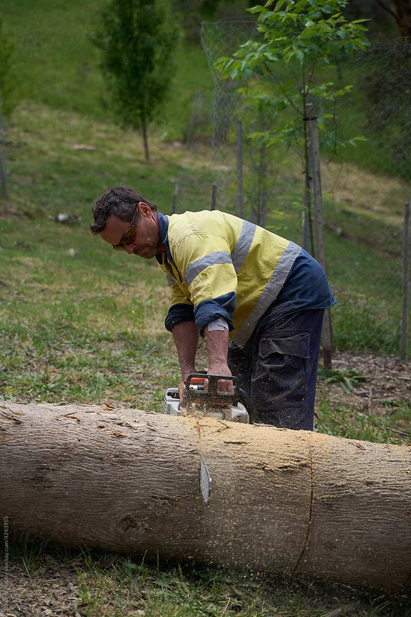 Large Yellow Box tree trunk being cut