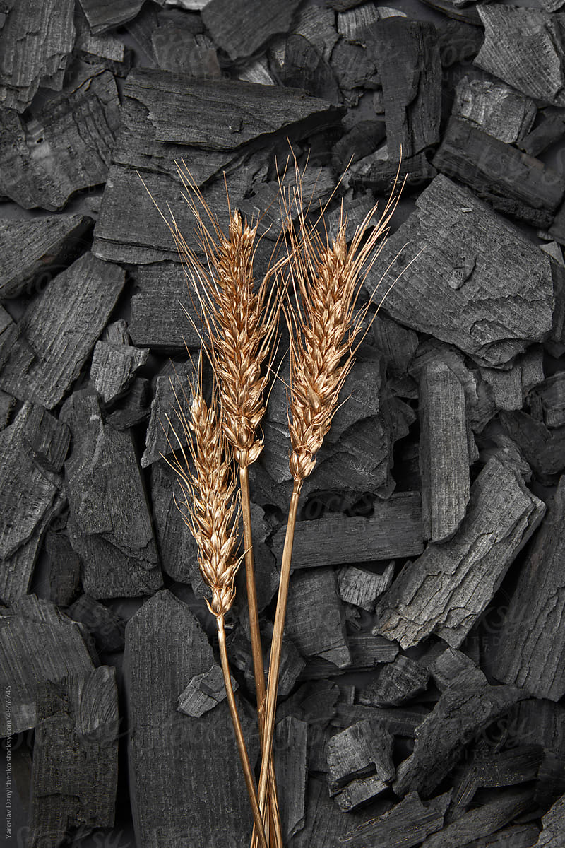 Golden wheat ears on black coal, close up.
