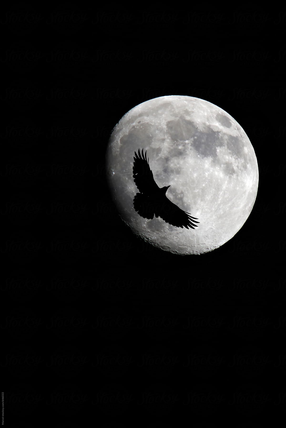Black crow in front of almost full moon