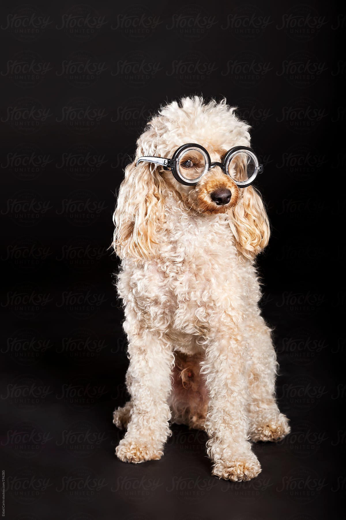Nerd Poodle Dog Studio Portrait