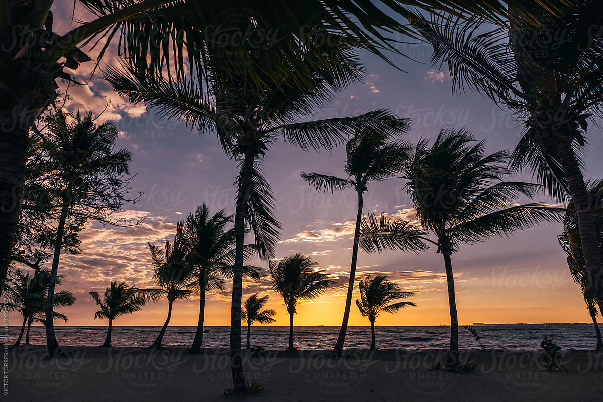 Tranquil beach sunset with palm tree silhouettes