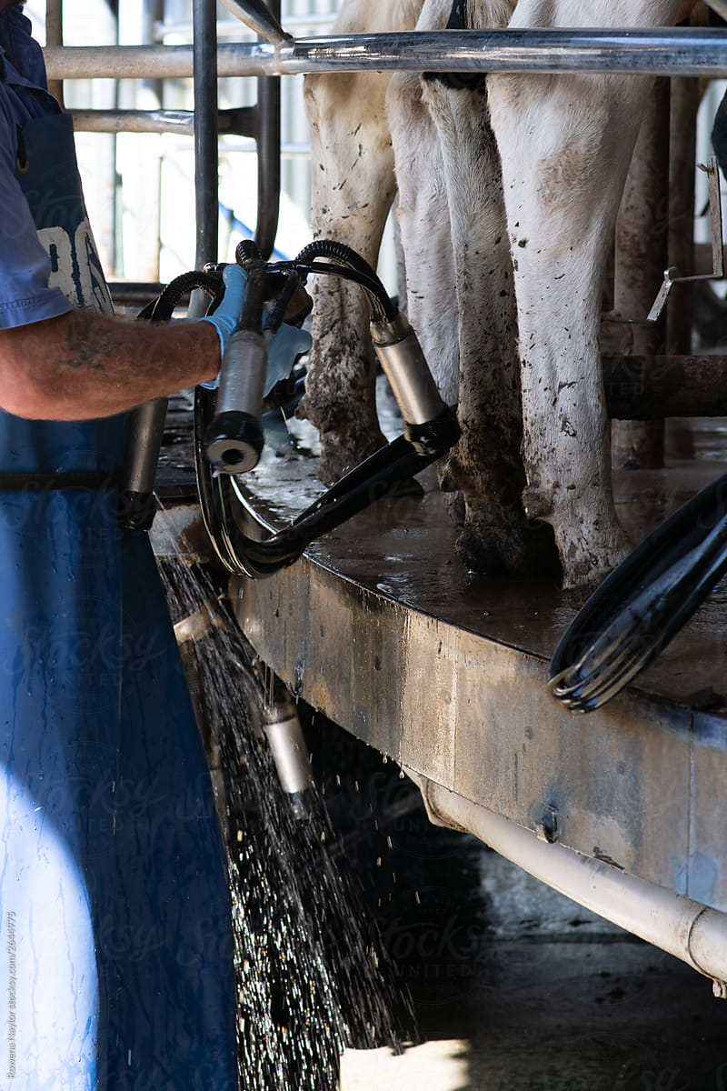 Dairy farmer placing milking cups onto cow