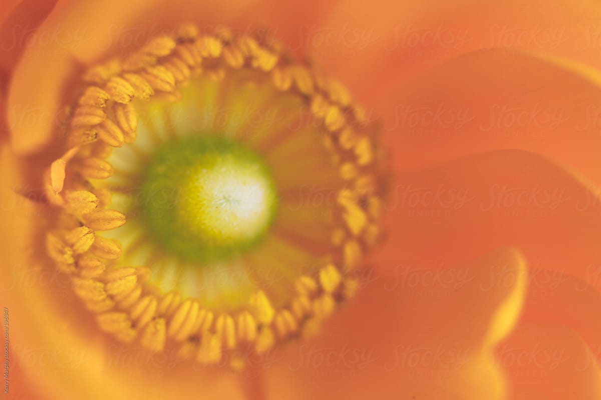 Macro of center of yellow orange ranunculus flower