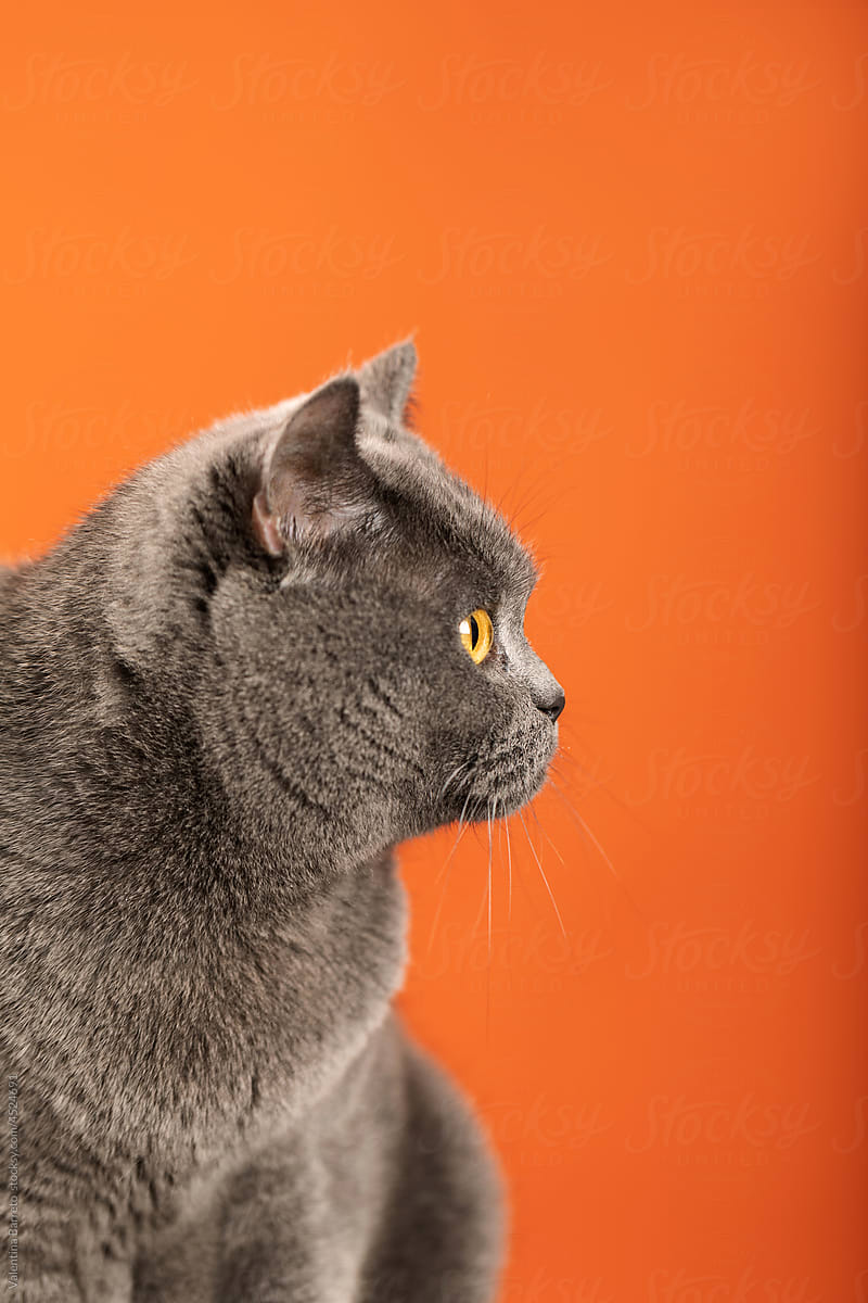 cat portrait with copyspace