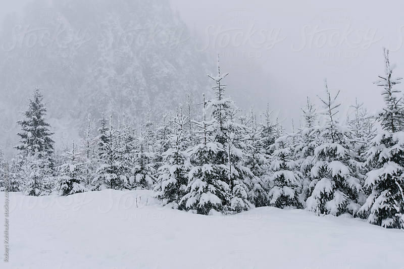 Winter trees in landscape of austria