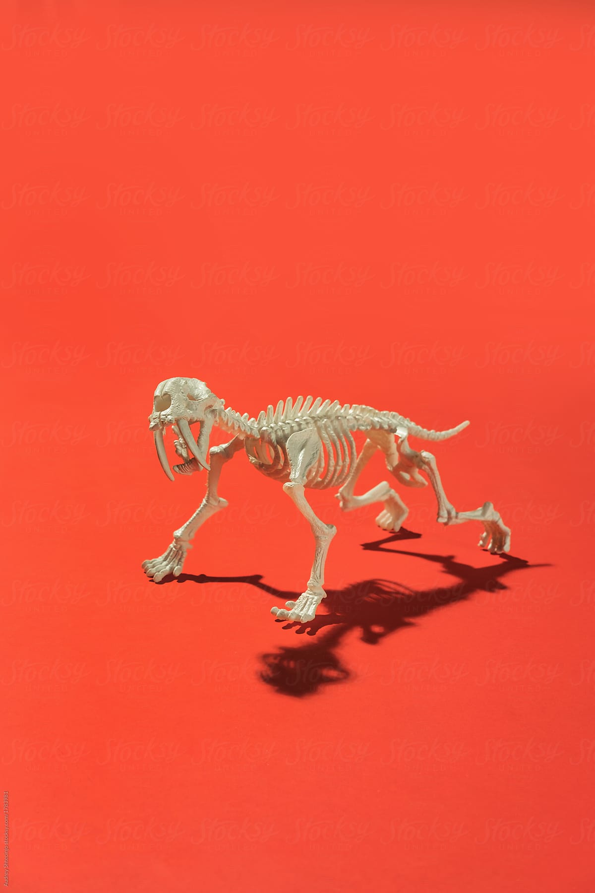 Animal skeleton.