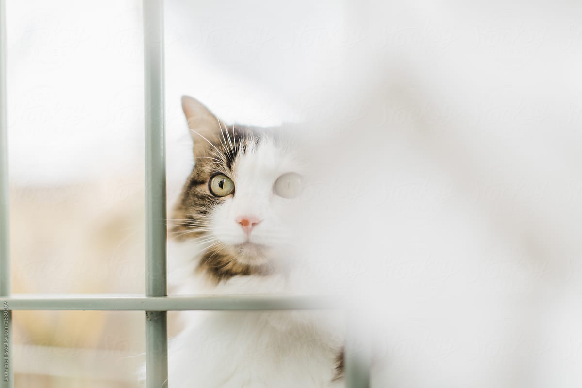 Cat out of window\'s grate peeks inside home behind cotton curtain