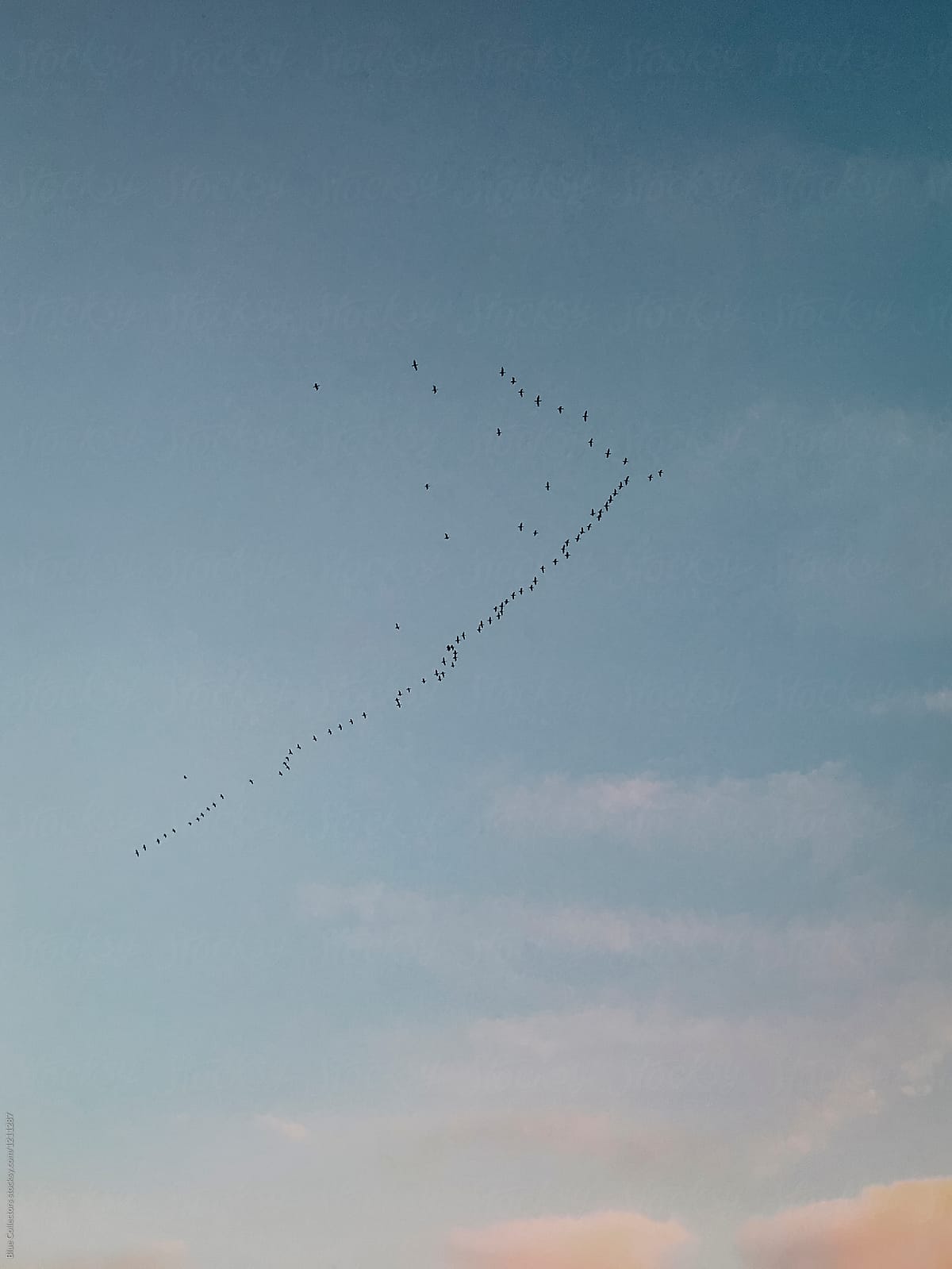 flock of bird flying in the sunset sky