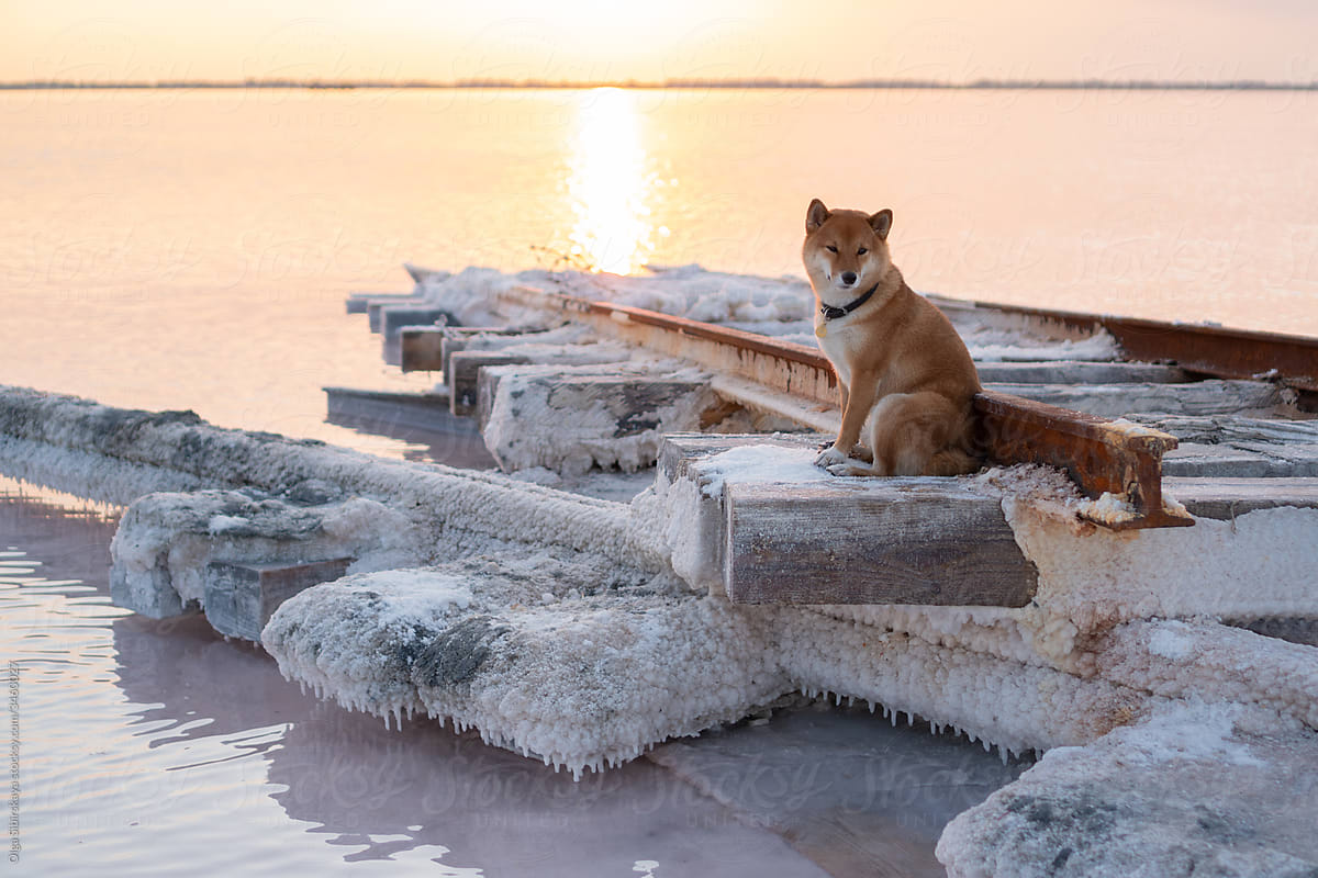 Dog sitting on rusty salty rail tracks