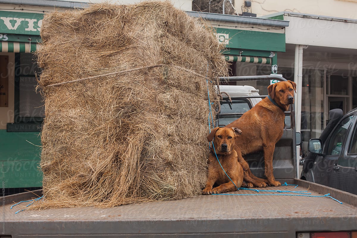 Two farm dogs on back of truck withhay bale