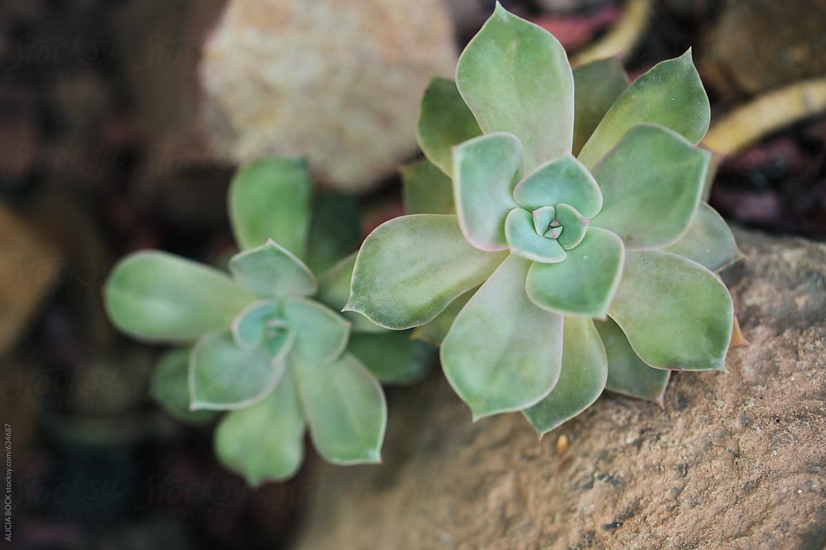 Colorful Succulent Plants Growing In A Rock Garden