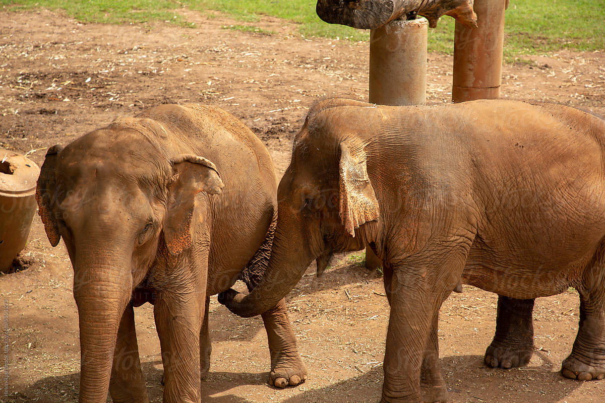 Rescued elephants enjoying the sanctuary where they now live in Thaila