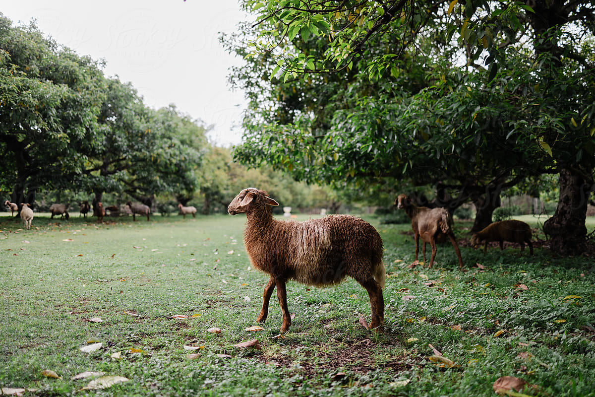 An Awassi sheep in orchard of avocado trees