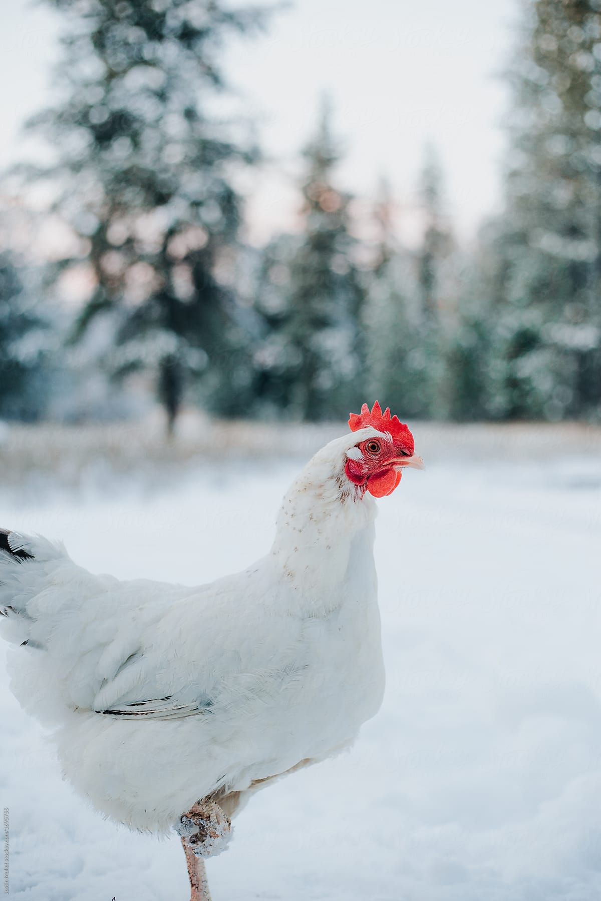 A white Delaware hen in the snow