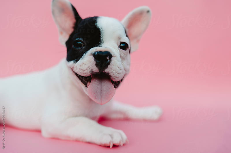 French Bulldog Puppy on Pink Background by Brat Co. - Dog, French ...