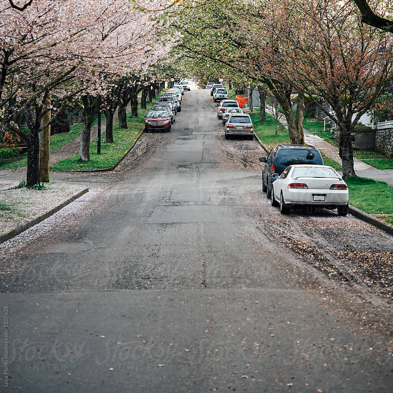 Spring Cherry Blossoms / Japanese Cherry Blossom trees bloom on a street in East Vancouver, British Columbia, Canada