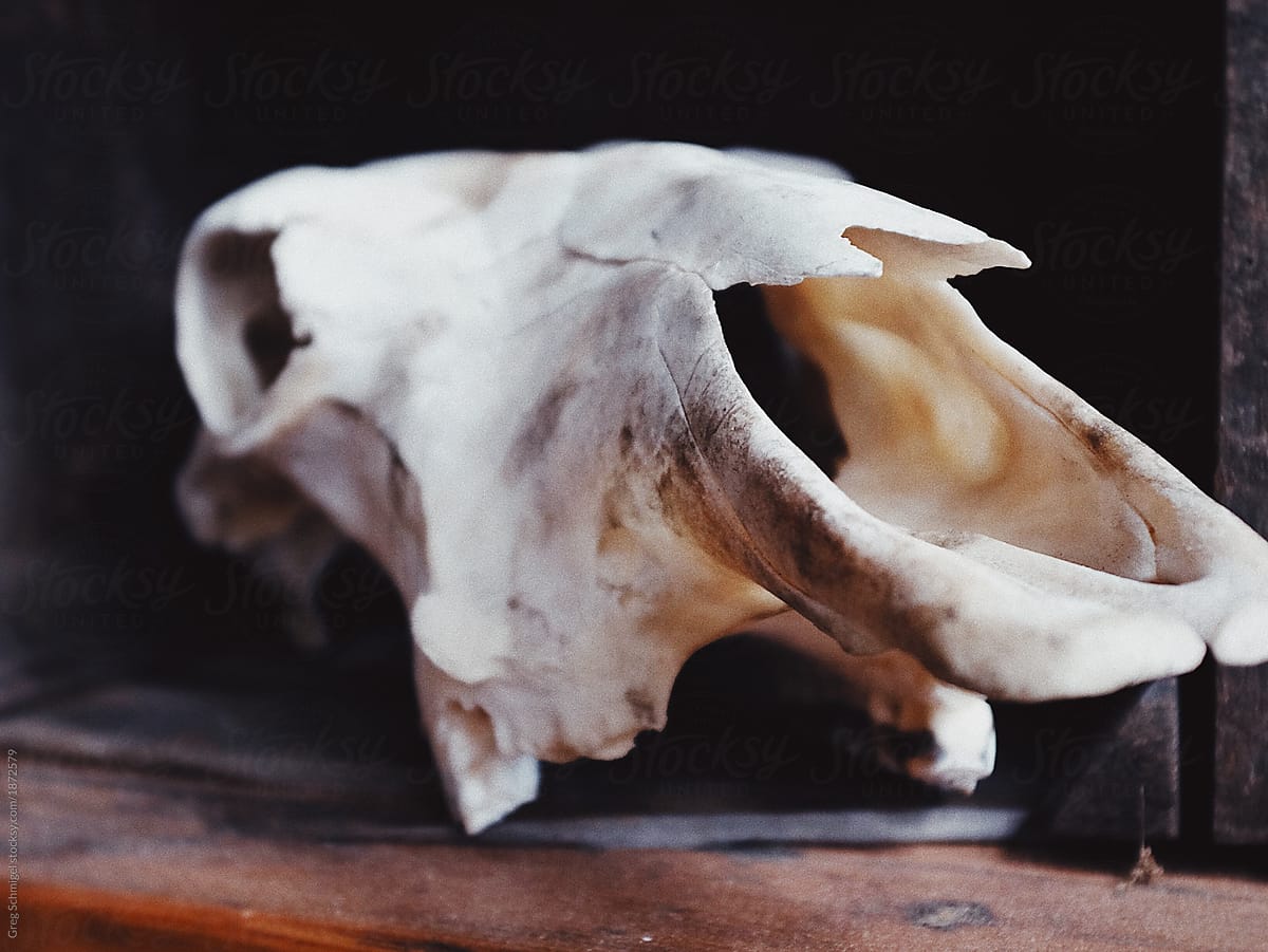 animal cattle skull close up with blur