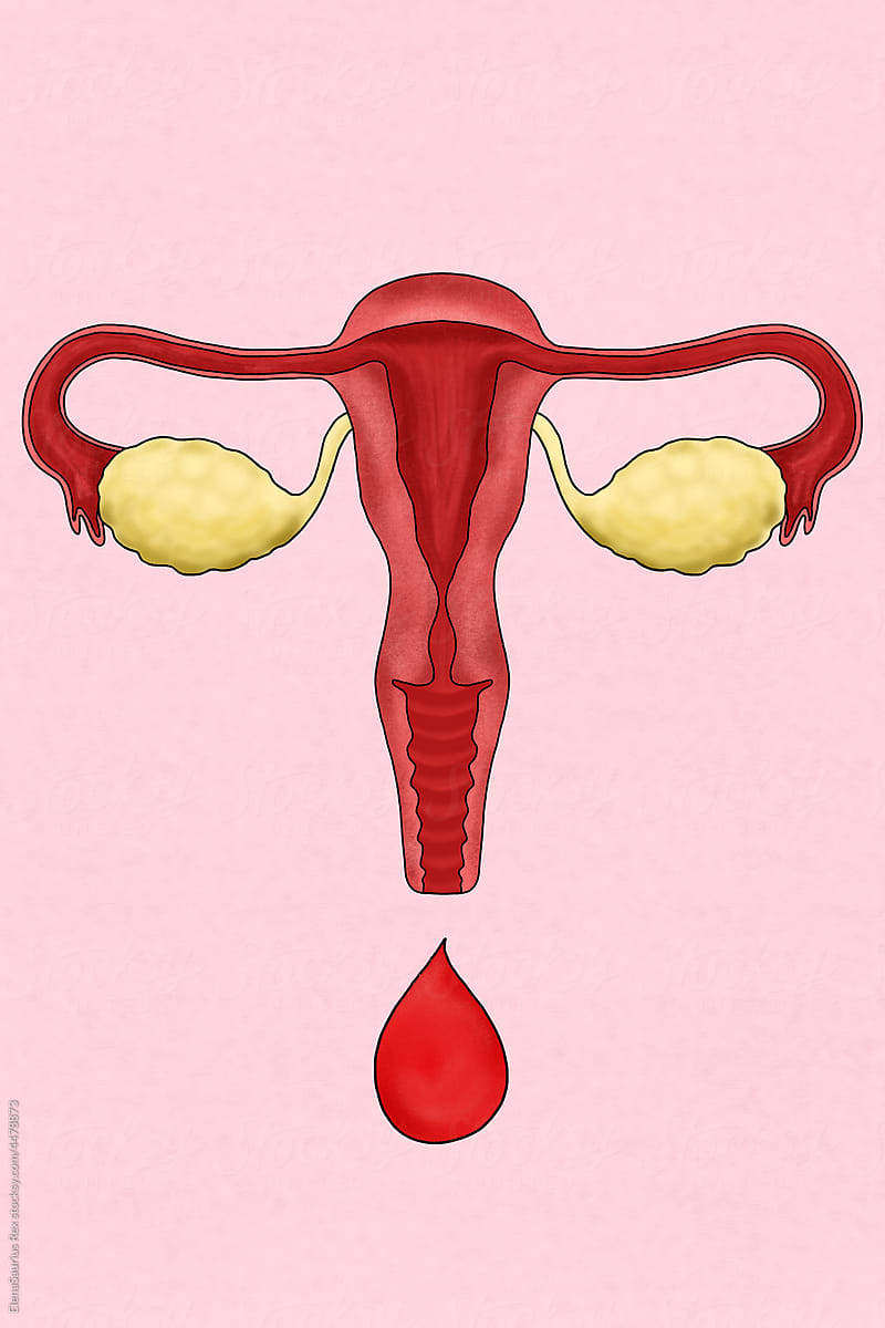 Female reproductive system illustration