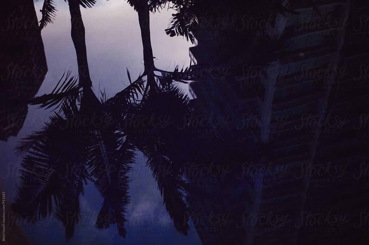 Blue nights and palm trees