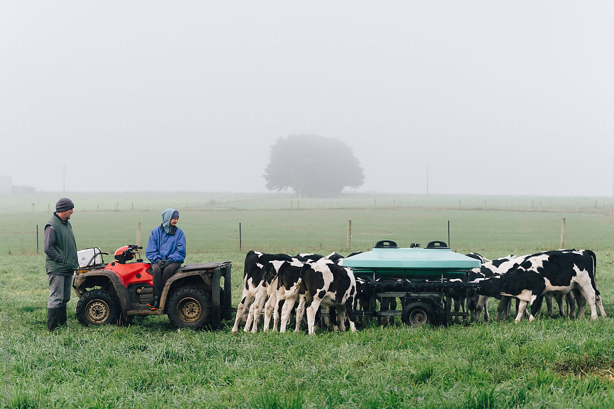 Dairy farmers feeding calves in paddock on a winter misty morning