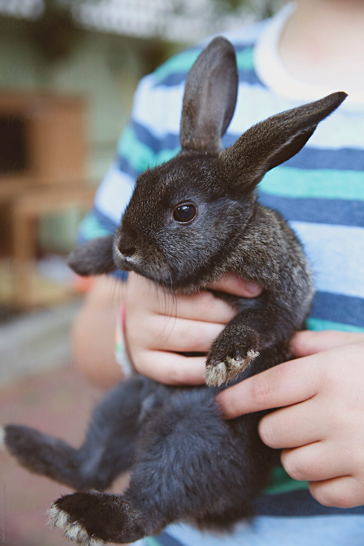 A  young boy gets a baby rabbit for a new pet
