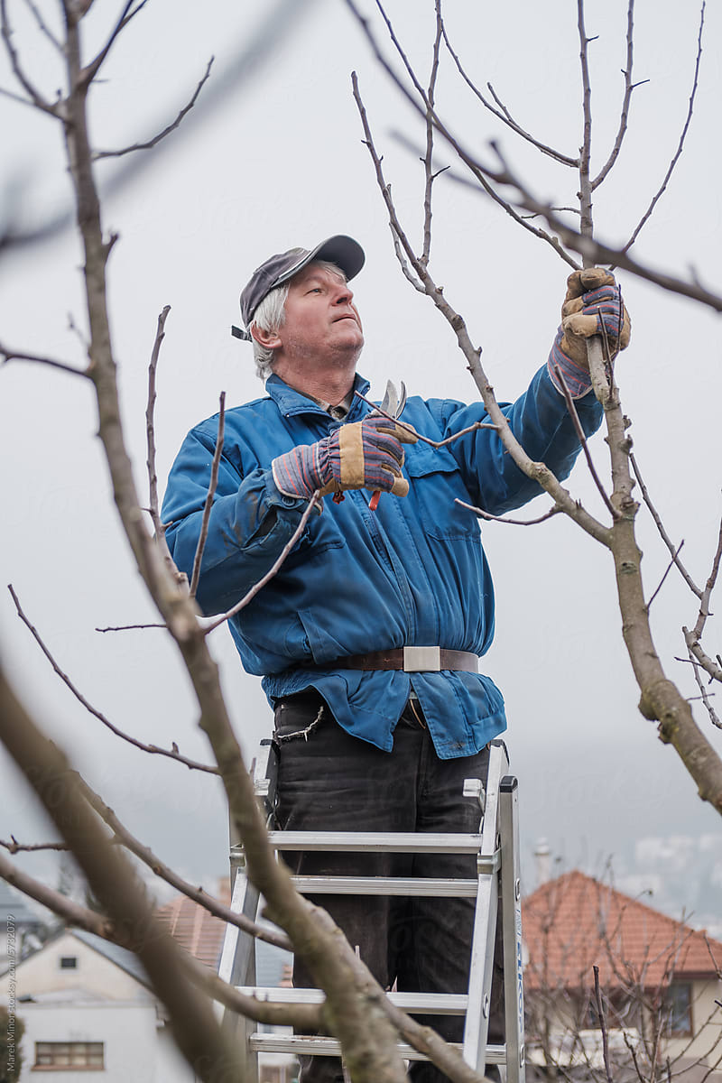 Old man on a ladder inspecting a tree