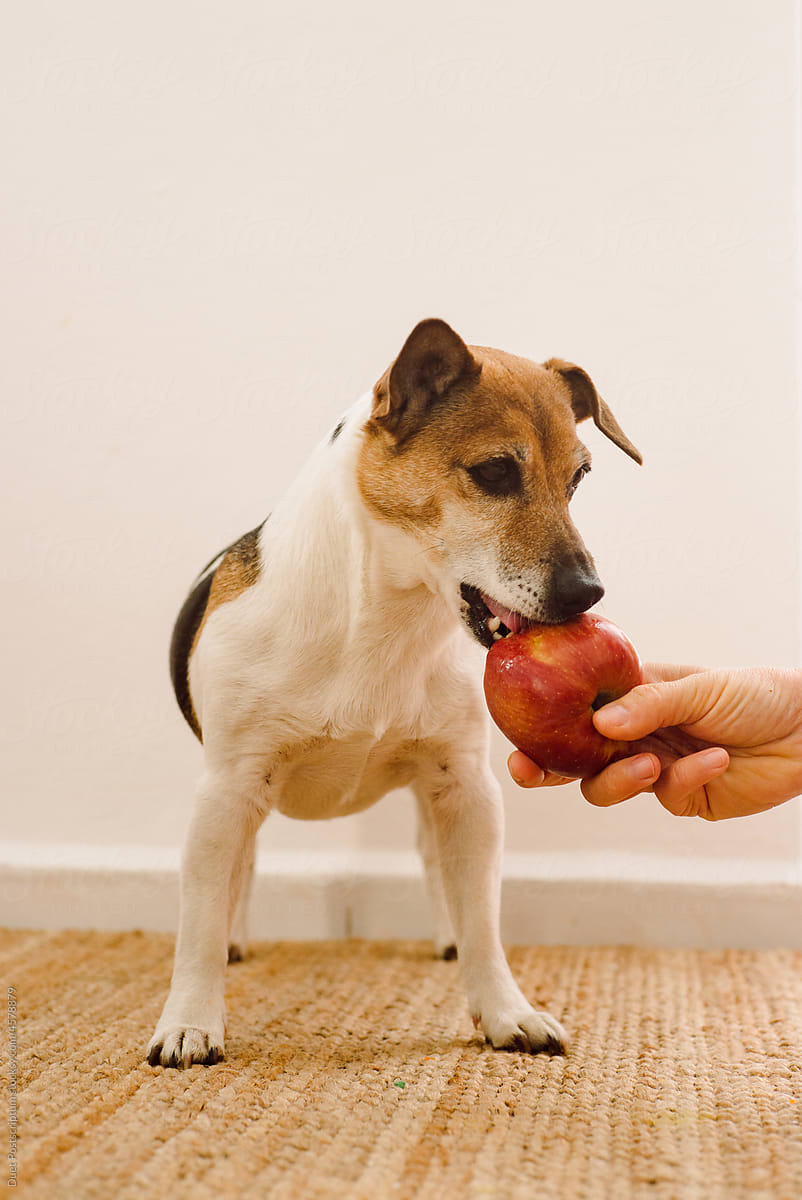 Small dog chewing on a red apple
