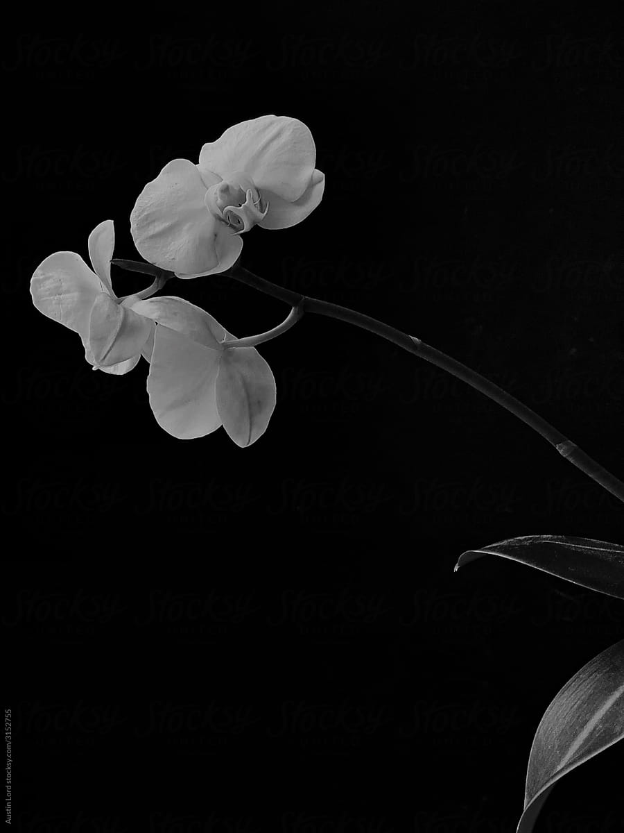 Minimal White Orchid Against Black Ground