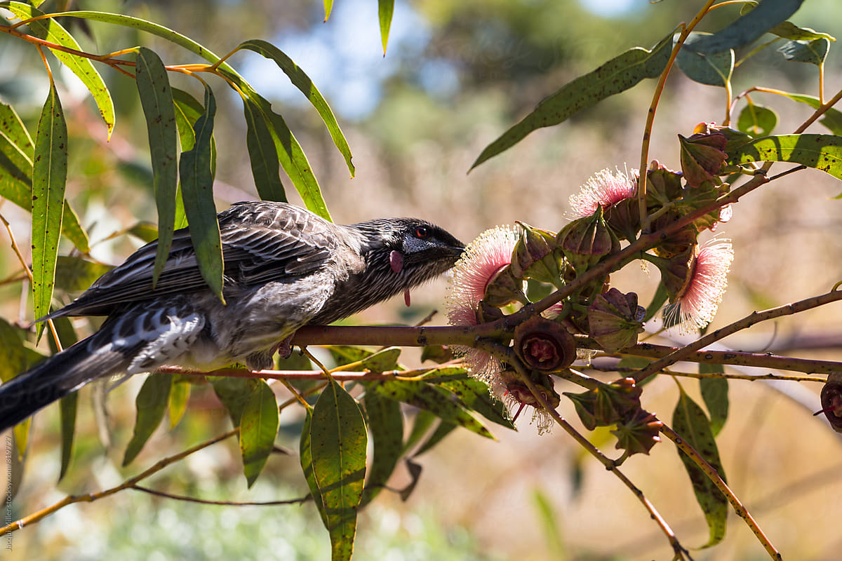 Red Wattlebird eating from a pink flowering Eucalyptus tree