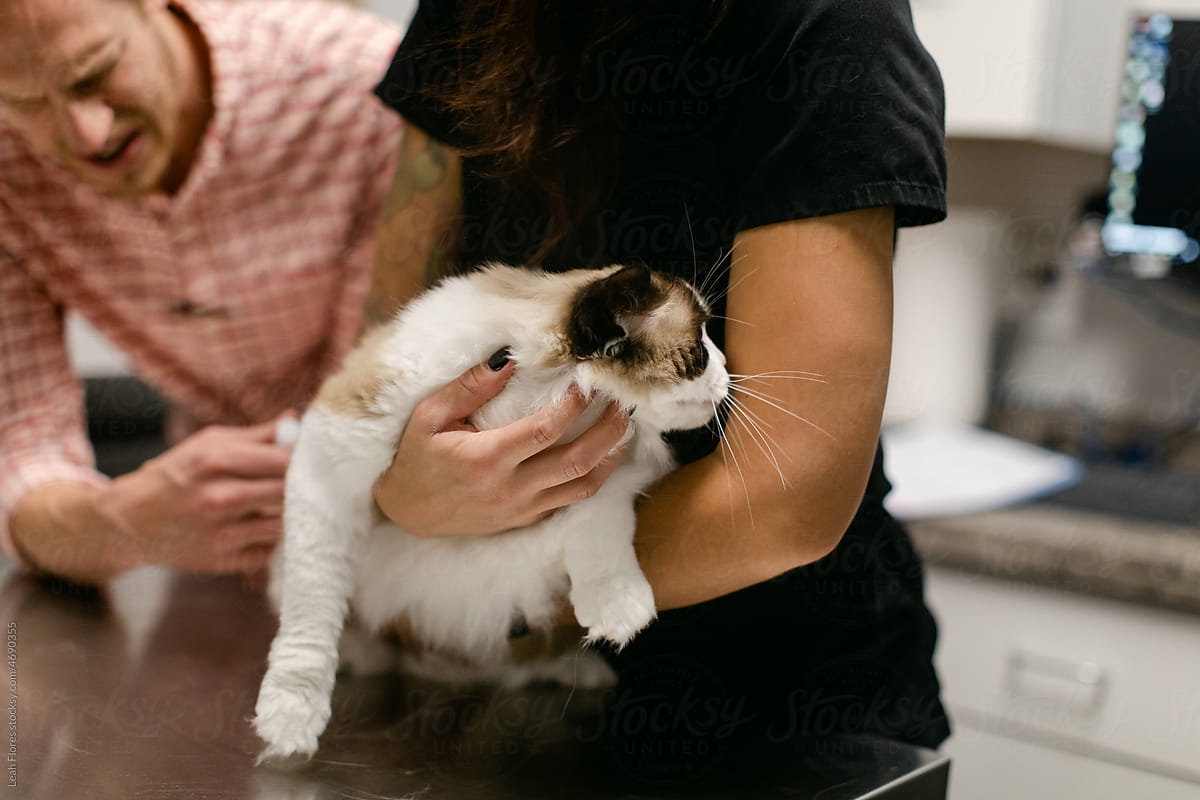A Veterinary Assistant Holds a Cat Tightly During its Exam