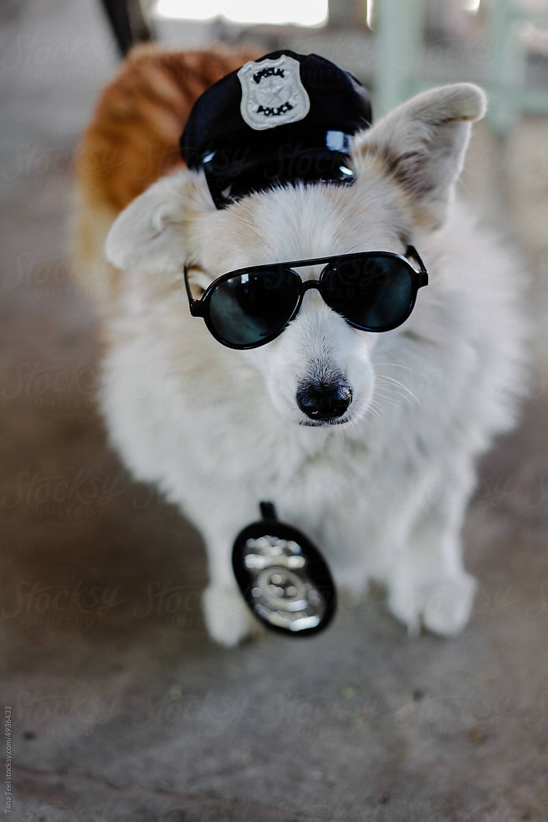 corgi dressed up as police officer for Halloween