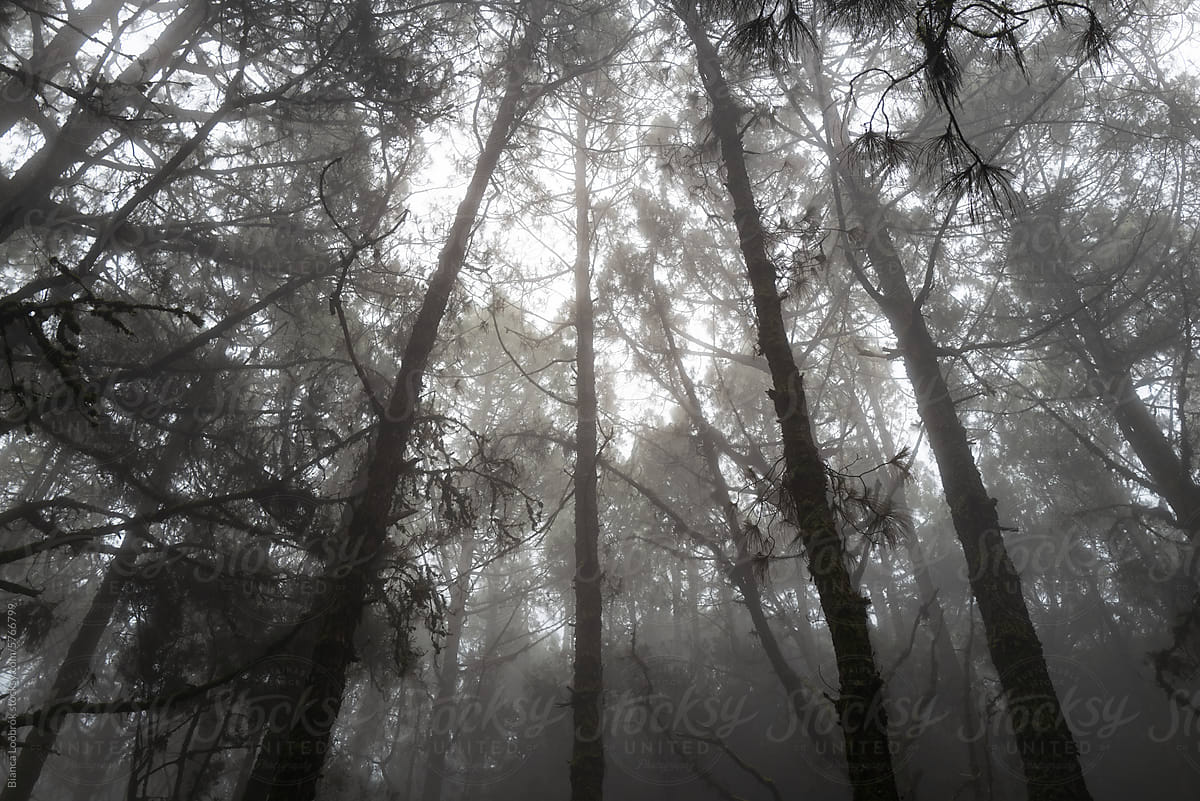 In a misty forest