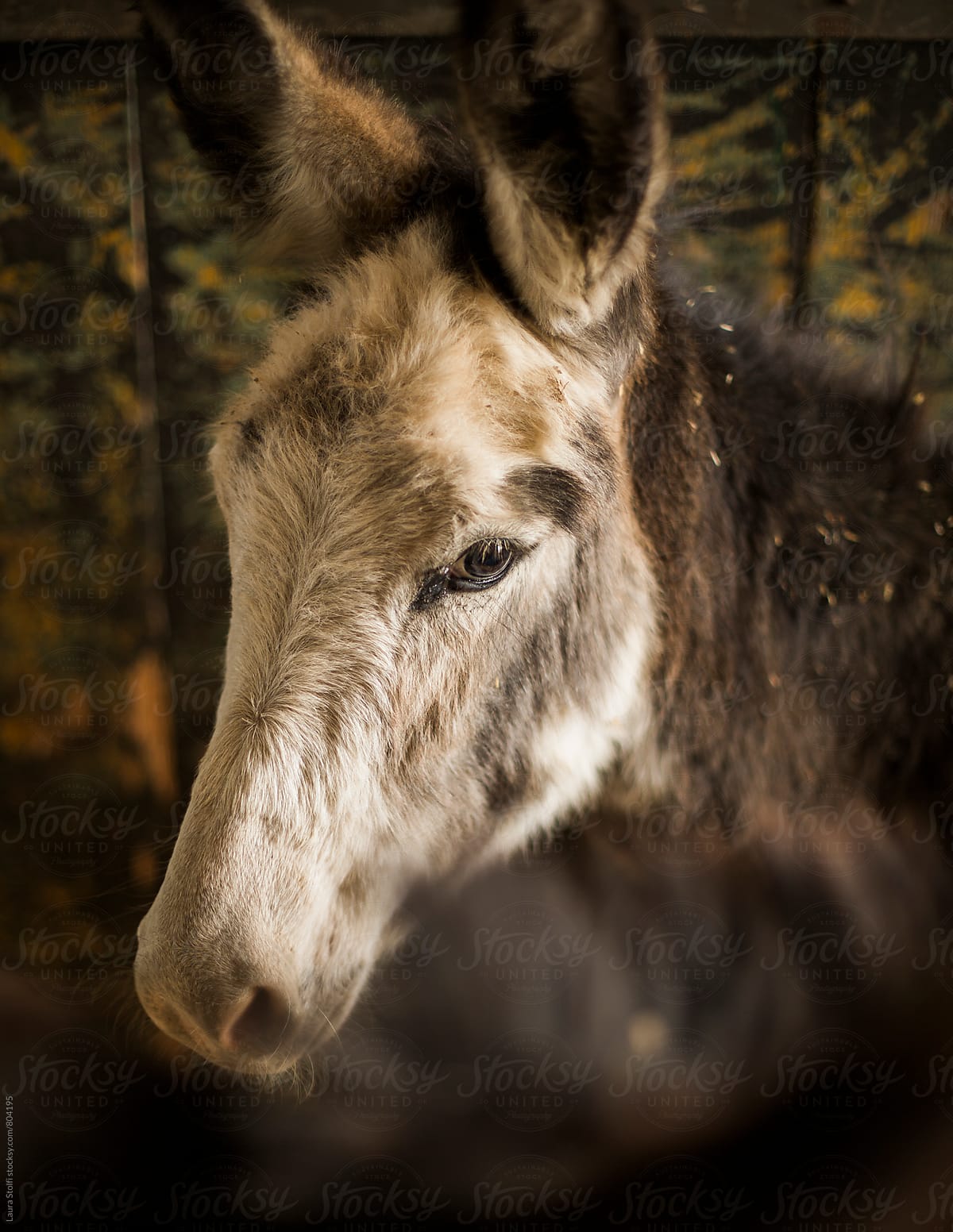 Close up of donkey muzzle