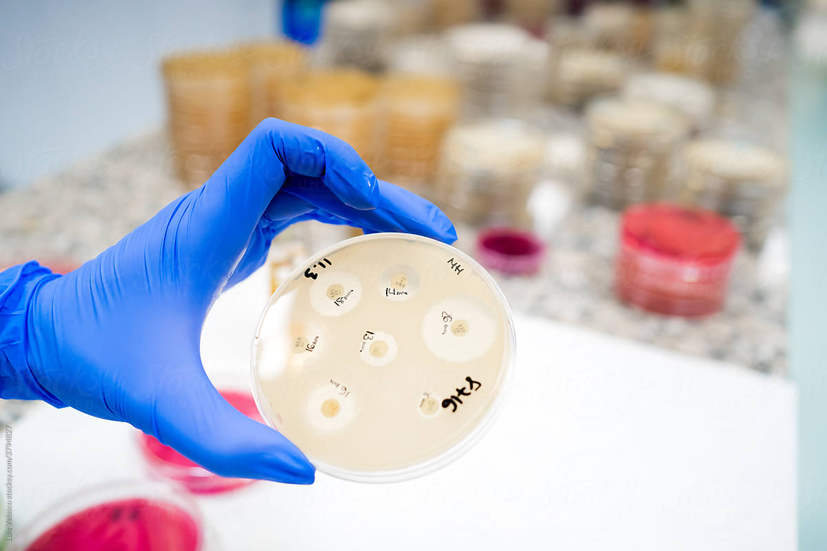 Anonymous Scientist's Hands Holding A Petri Dish In A Laboratory Test.