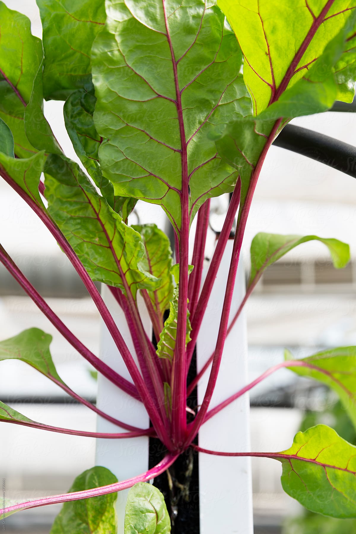 Red chard plants growing on an hydroponic tower