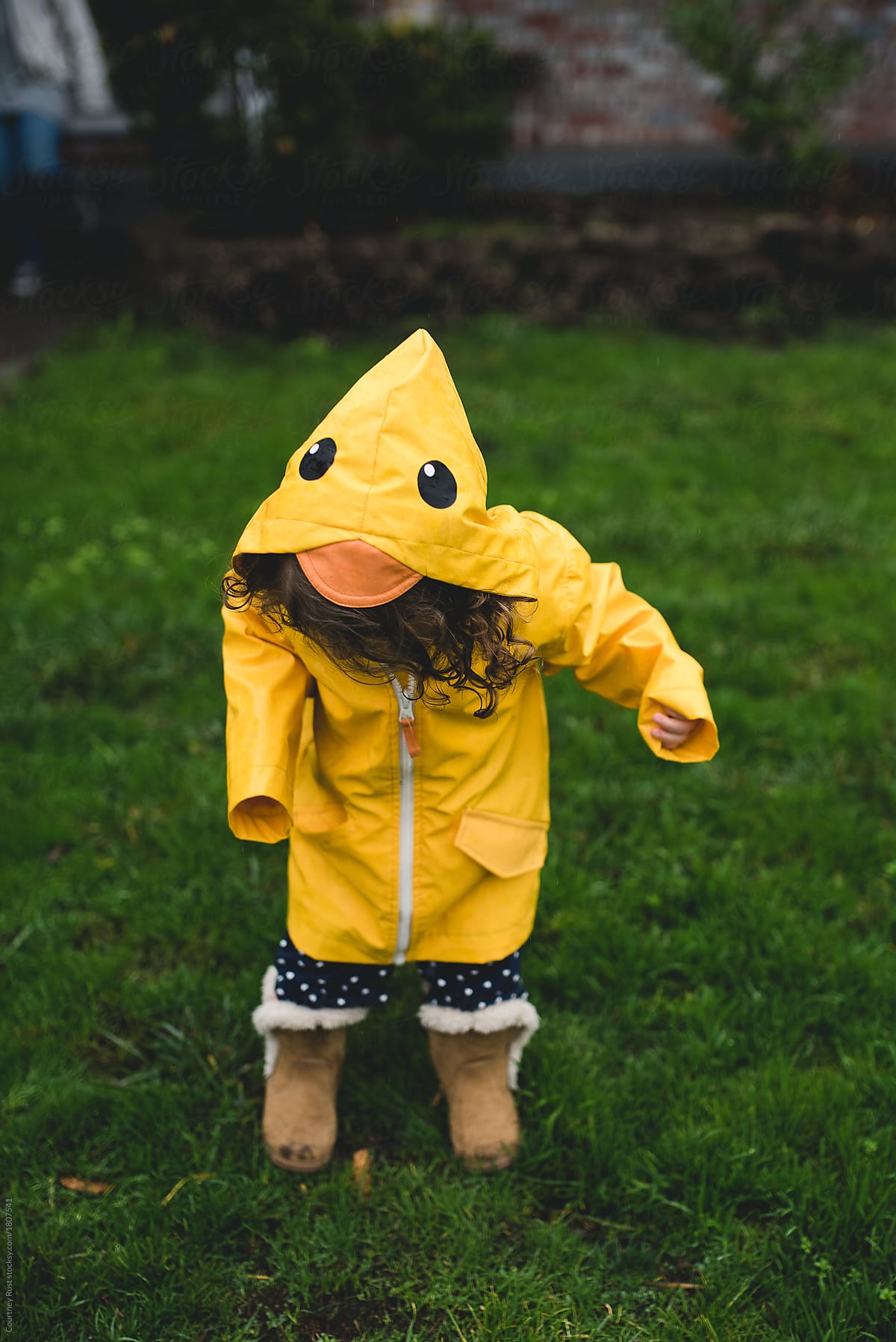 A duck in the rain