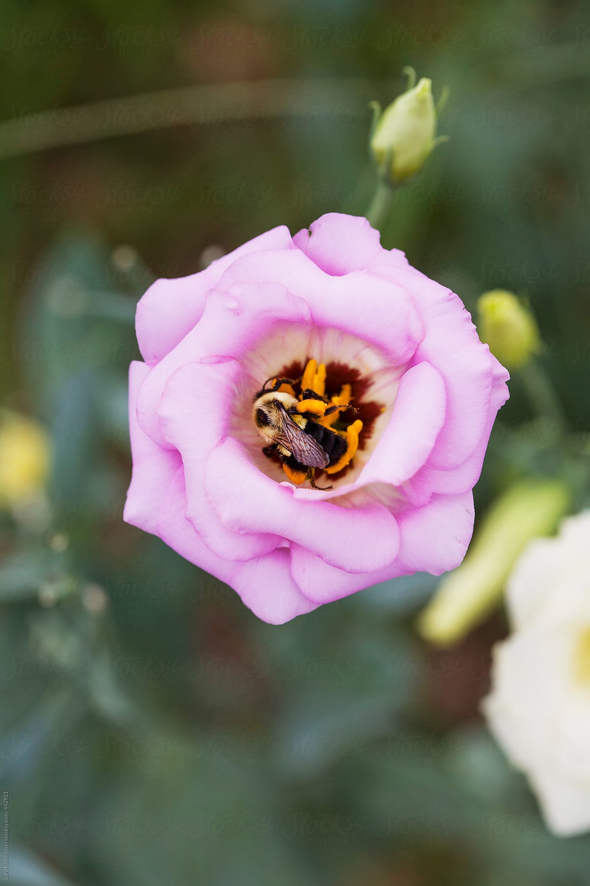 Bee Pollinates Pink Flower