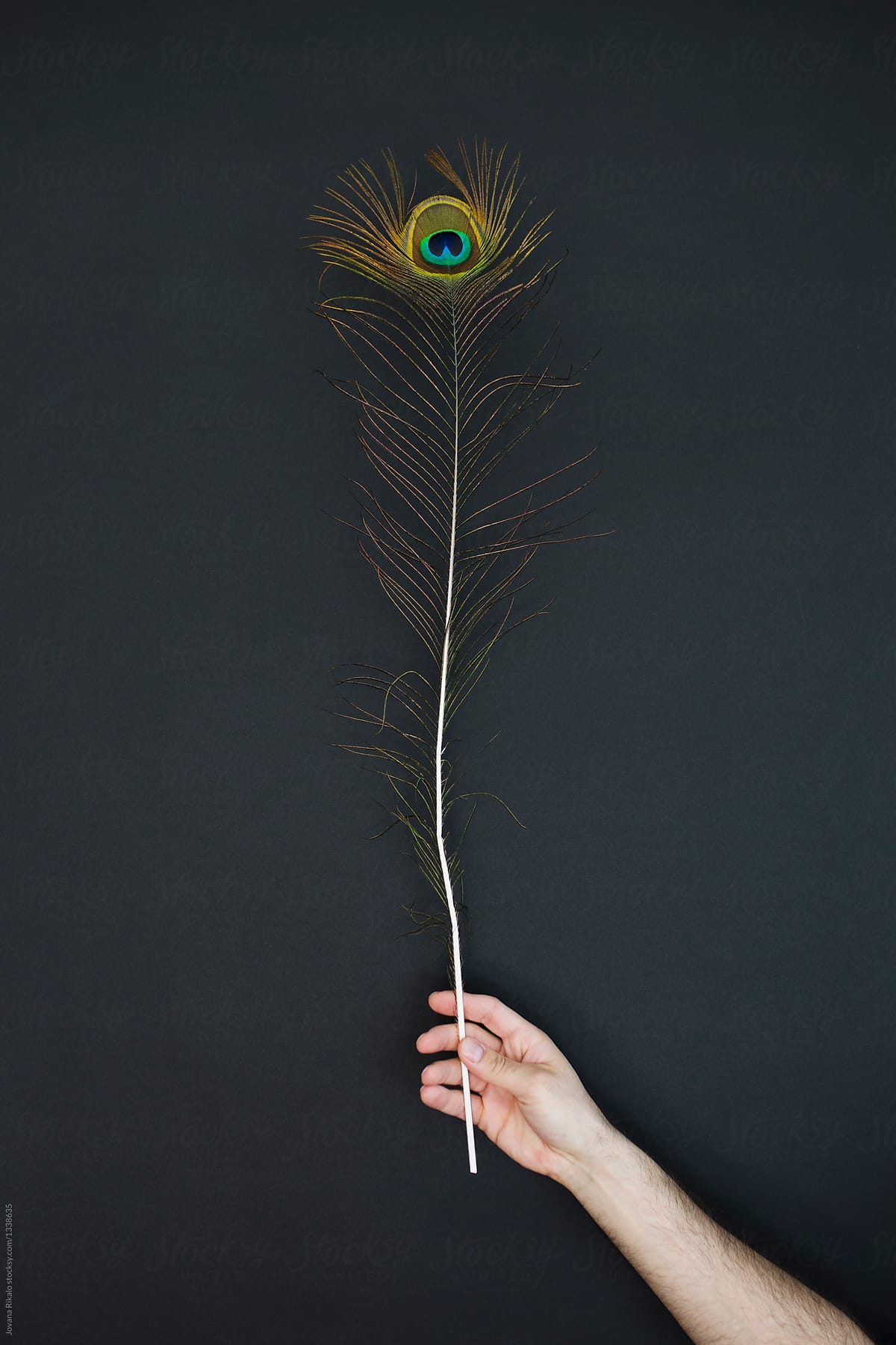 Male hand holding a peacock feather