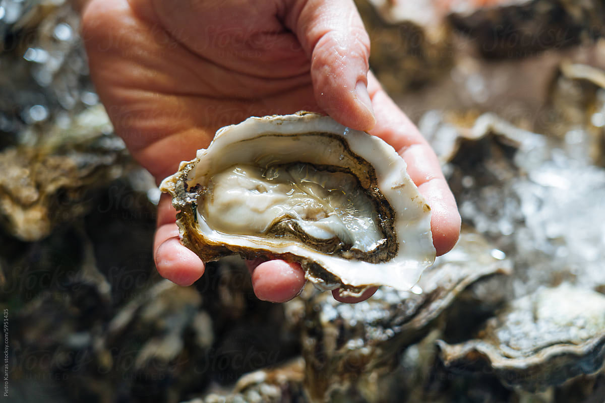 Person opening Oyster