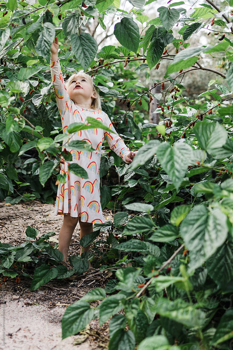 little girl reaching for mulberries