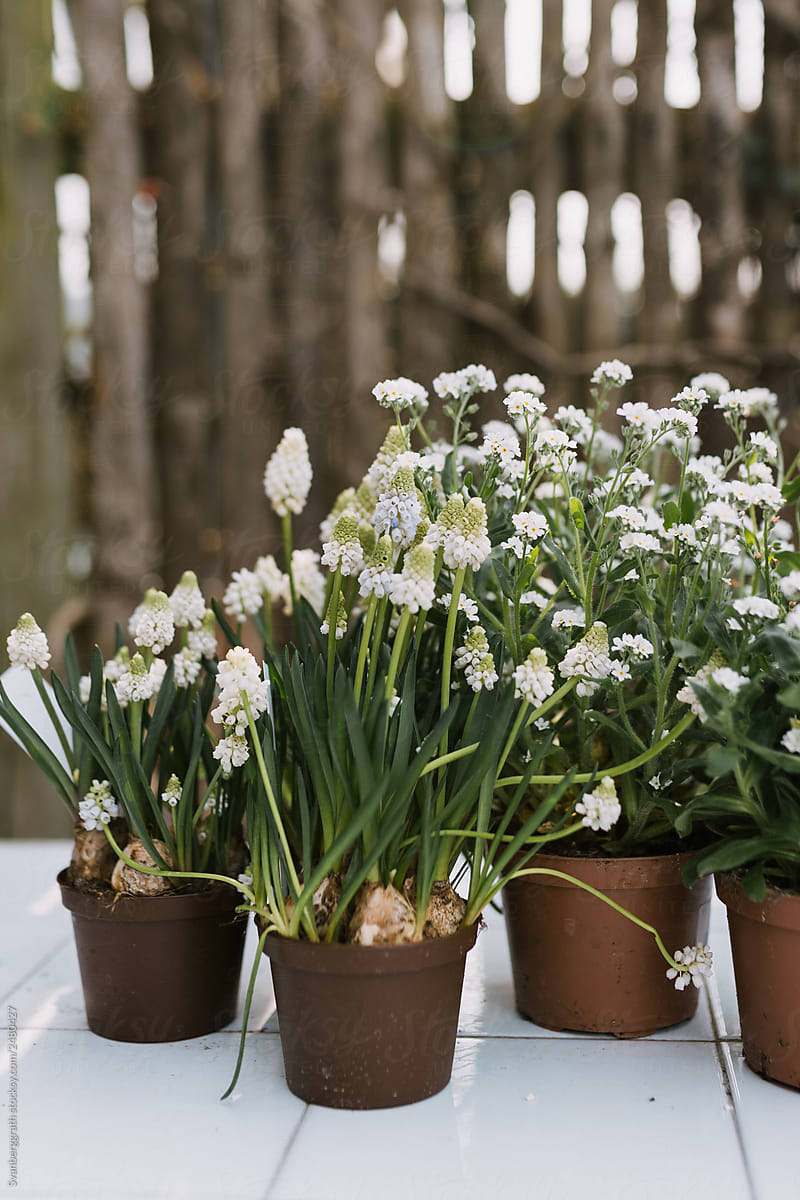 Pots of white mixed spring flowers on white table, wooden fence behind