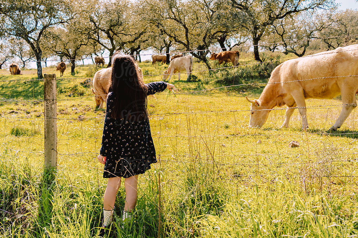 Brunette girl looking at cows at field