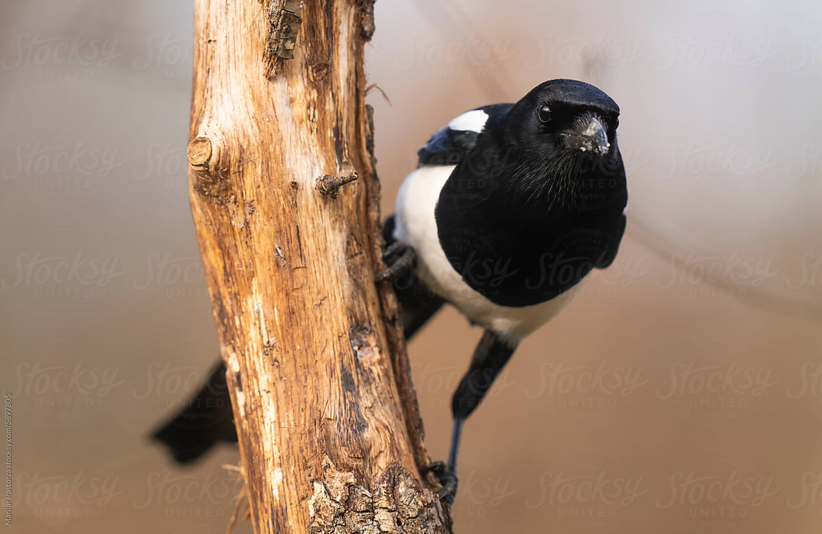 Eurasian Magpie Perched On An Oak Tree