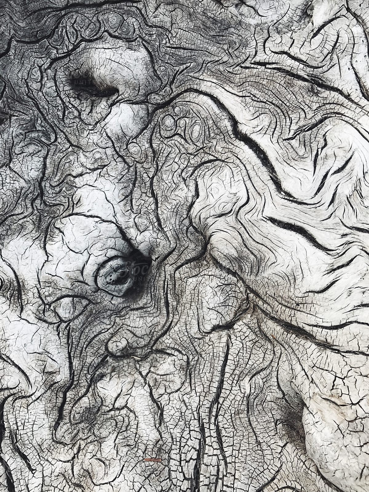 Close up of patterns in driftwood